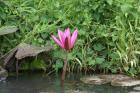 Exotic flowers