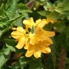 Exotic flowers
