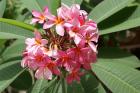 Exotic flowers