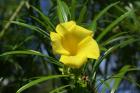 Exotic flowers