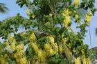 Exotic flowers