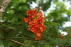 Exotic flowers