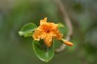Exotic flowers