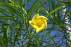 Exotic flowers