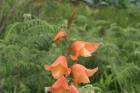 Exotic flowers
