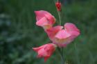 Exotic flowers