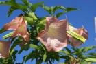 Exotic flowers
