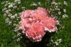 Exotic flowers
