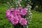 Exotic flowers