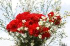 Exotic flowers