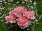Exotic flowers