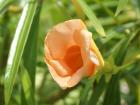 Exotic flowers
