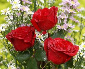 Greeting card roses