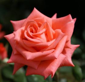 Greeting card roses