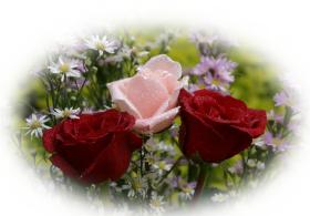 Greeting card roses