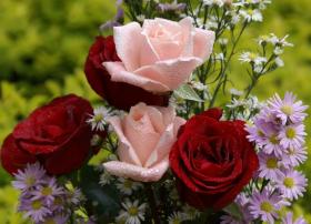 Greeting card roses