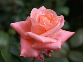 Greeting card rose