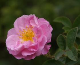Greeting card rose