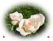 love greeting card pink roses