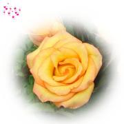 love greeting card apricot rose