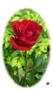 love greeting card red rose