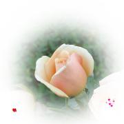 love greeting card peach rose