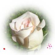 love greeting card pink rose
