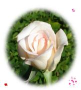 love greeting card pink rose