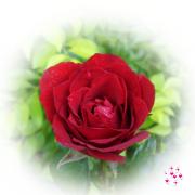 love greeting card red rose