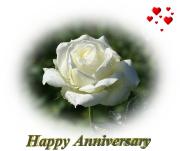 greeting cards white roses of love