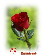 Schöne rote Rose