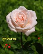 Rosen Grusskarte - Ich liebe dich