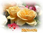 Schöne Rosen