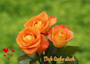 Schöne Rosen orange