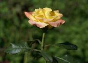Die schönsten Rosen Bilder