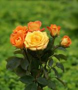 Die schönsten Rosen Bilder