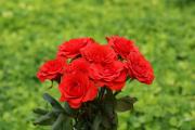 Die schönsten Rosen Bilder