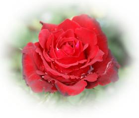 Rose dunkelrote Rose- kostenlose e-Karten dunkel-rote Rosen