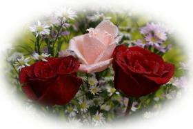 Grusskarten Rosen - rosarote Rosen - kostenlose e-Karten rosarote Rosen