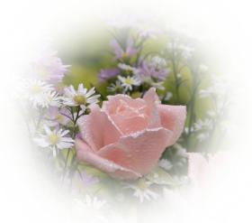 Grusskarten Rosen - zart rosa Rose - kostenlose e-Karten zart rosa Rose