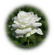 Weisse Rose