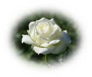 Weisse Rose