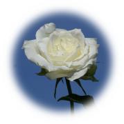 Weisse Rose