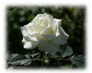 Weisse Rose