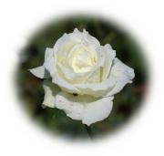 Weisse Rose