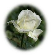 Weisse Rose