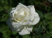 Weisse Rose Gruss Karte