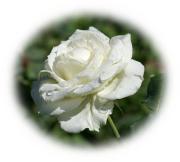 Weisse Rose Gruss Karte
