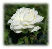 Weisse Rose Grusskarte