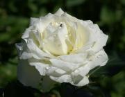 Weisse Rose